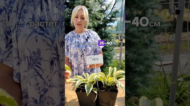 Хосты
