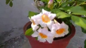 Mexican Petunia #  Morning glory # Summer flowering plants