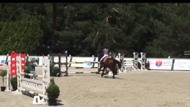 Красавчик 04 продажа лошадей esuhorses.com