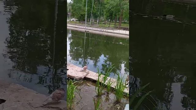 Водоём с утками в парке "Динамо" (Воронеж)