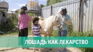 Лошадь как лекарство