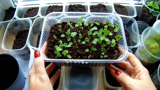 ДЕЛЬФИНИУМ ВЫСОКИЙ ИЗ СЕМЯН . КАК ПРАВИЛЬНО ВЫРАСТИТЬ ? КАК РАБОТАТЬ СО ВСХОДАМИ ? смотреть онлайн