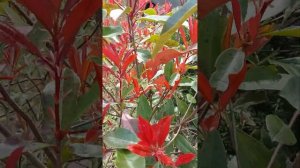 ФОТИНИЯ ФРАЗЕРА... Phothinia fraseri " Red Robin ".. Завораживает, притягивает взгляд....