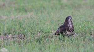 Наблюдение за птицами. Канюк Buteo buteo. Birdwatching. Buzzard