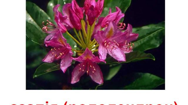 Рослини кімнатні 2 смотреть онлайн