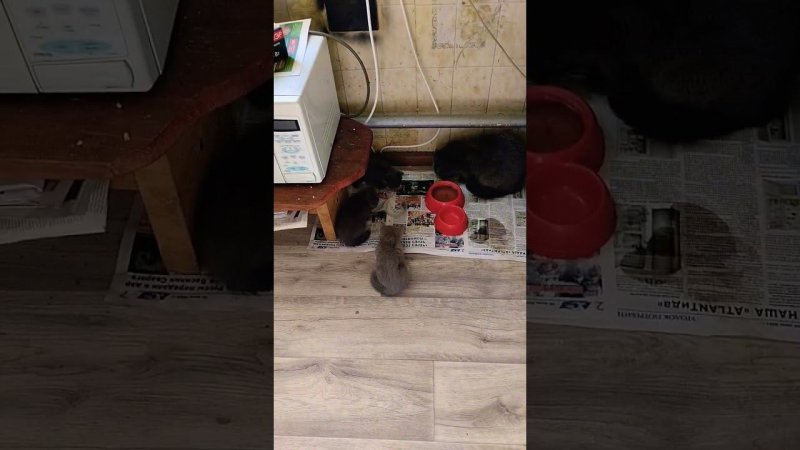 #клёпа #cat #кот #котик #животные #кошка #котики и Буся с котятами))