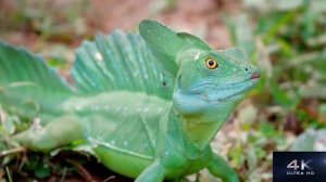 ULTRA HD VIDEO !! FULL HD 1920x1080 !! 4K !!