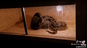 змея  кушает большого кролика