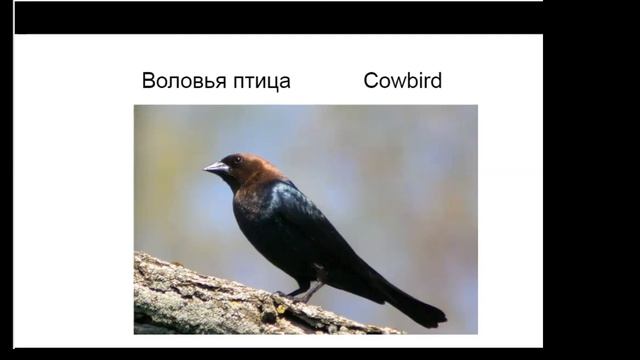 Птицы и гнезда