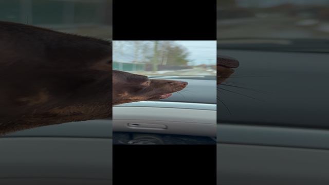 Собака собачная)))