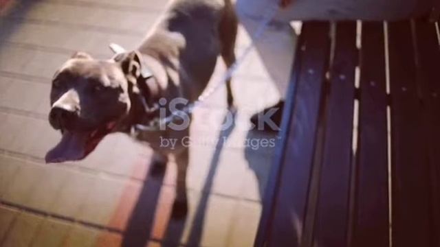 Black Pitbull Terrier ? смотреть онлайн