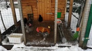 Выгодно ли держать кур