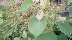 Рейнутрия сахалинская конец октября