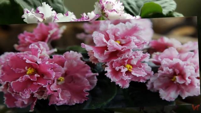 Сенполия (лат. Saintpaulia),Узамбарская фиалка смотреть онлайн