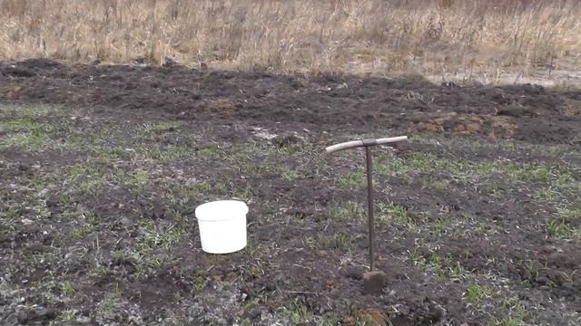 Сажаем каштаны и маньчжурский орех. Съёмка процесса от ореха до деревца! смотреть онлайн