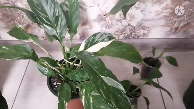 СПАТИФИЛЛУМ. Основные проблемы, которые возникают при выращивании. Причины и способы устранения.