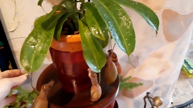 Мухолов - Кувшиночник. ( Непентес ) Полив, уход и содержание дома экзотического растения.