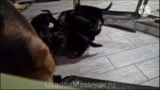 Загон для щенков от Усадьба Мастеров. манеж для вынашивания щенков смотреть онлайн