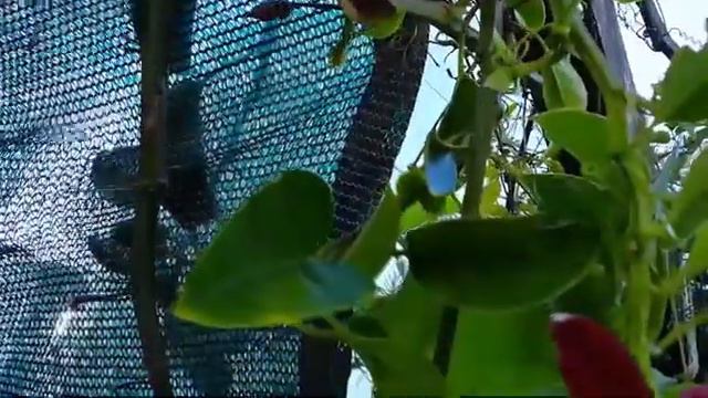 Pasionaria Alata смотреть онлайн