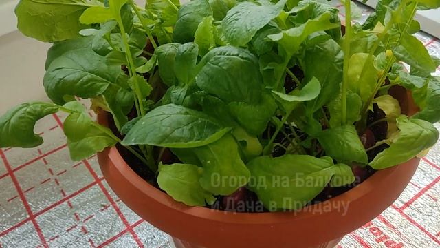 Обзор Балкона 2023. Выращиваю Помидоры, Огурцы, Перец, Редиску и Щавель. Мой Огород на Окне смотреть онлайн