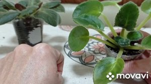 Мучнистый червец на фиалках! Ядохимикаты, как бороться с мучнистым червецом.