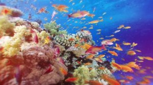 Подводная Музыка для Сна Малышей. Звуки Природы Под Водой. Подводные Звуки Релакс