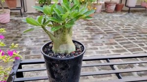 बस यही देखना बाकी था 🙄 अब Adenium Care में भी Problem, How To Fix Soft Adenium Caudex