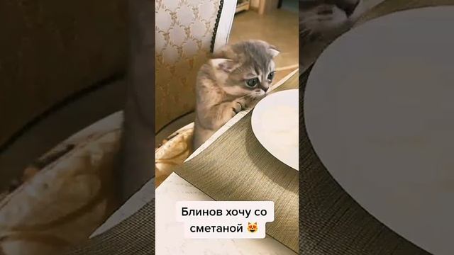 юмор позитив приколы