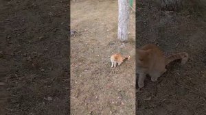 Кормление 🐱🐈 котов возле школы корм для кошек Беларусь...