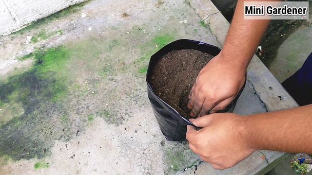 How To Grow Gladiolus Flower Bulbs | Gladiolus Flower || (FAST & EASY) | With Update | Mini Gardene смотреть онлайн