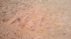 Посев моркови ручной сеялкой 14соток