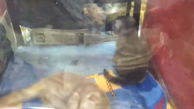 красивые вислоухие котята