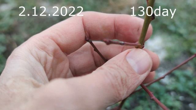 Летняя Прививка Персика черенком /GRAFTING A PEACH WITH THIS YEAR'S BRANCH summer смотреть онлайн
