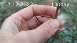 Летняя Прививка Персика черенком /GRAFTING A PEACH WITH THIS YEAR'S BRANCH summer