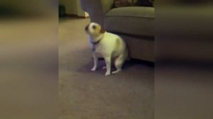 Когда водитель протянул аукс все мои волки делают ауф