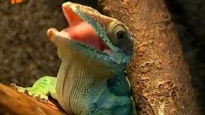 Анолис рыцарь (Anolis equestris) видеосюжет
