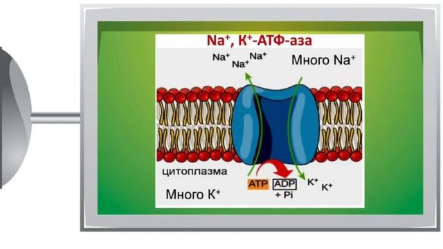 Видеоурок по биологии Типы транспорта веществ через клеточную мембрану Мажара Е.Г. смотреть онлайн