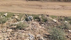 Павловния возле дороги посадил.  #Павловния #озеленение