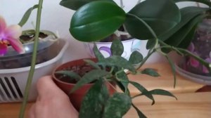 Мои Хойи!  очень красивые листья ?? Цветёт хойя Керри !