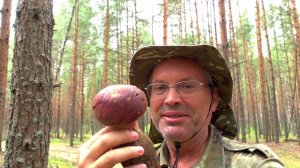 ЖЕЛТО-БУРЫЕ ПОДОСИНОВИКИ, БОРОВИКИ И ДУБОВЫЕ БЕЛЫЕ - В ОДИН ДЕНЬ! А ВАМ СЛАБО?! 3 ВИДА ГРИБОВ СРАЗУ!