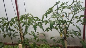 Когда и чем производим подкормку томатов в теплице.