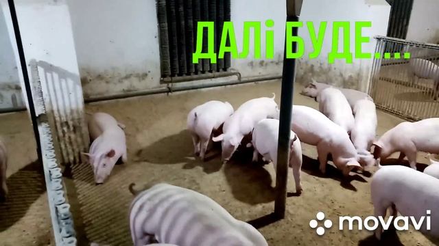Свиньи кума.Спустя один месяц.Результат.Откорм свиней.Покупка свиней на Серво Люкс Генетик.Часть 2
