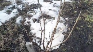 Штамбовая смородина спустя 3 года после черенкования.  Сорт Ровада