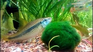 Сиамский водорослеед (SAE)