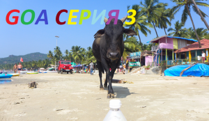 ГОА.МОРДЖИМ.РЫБАЛКА НА ЧАПОРЕ.ЖАРЮ КРЕВЕТКИ.mp4