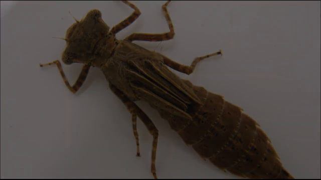 Стрекозы. макросъёмка стрекоз смотреть онлайн