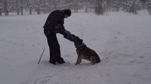 Всё об укусе собаки. У какой собаки самый сильный укус. Everything about dog bite.