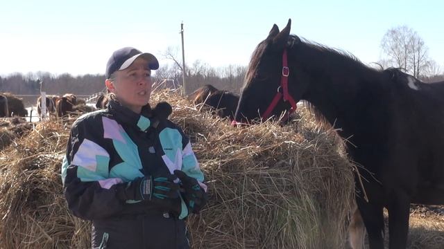 Кобыла отказывается кормить новорожденного жеребёнка. Как быть? смотреть онлайн