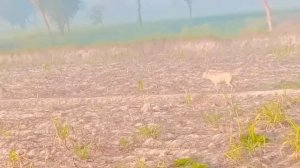 ✅ Dinero En Linea | Gana Dinero desde YA