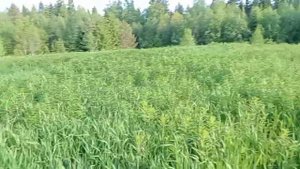 сеем овёс , ДТ 75 борона дисковая.